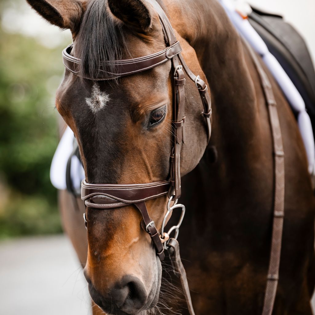 A close-up of a brown horse wearing a dark brown leather bridle and reins, with a blurred outdoor background.