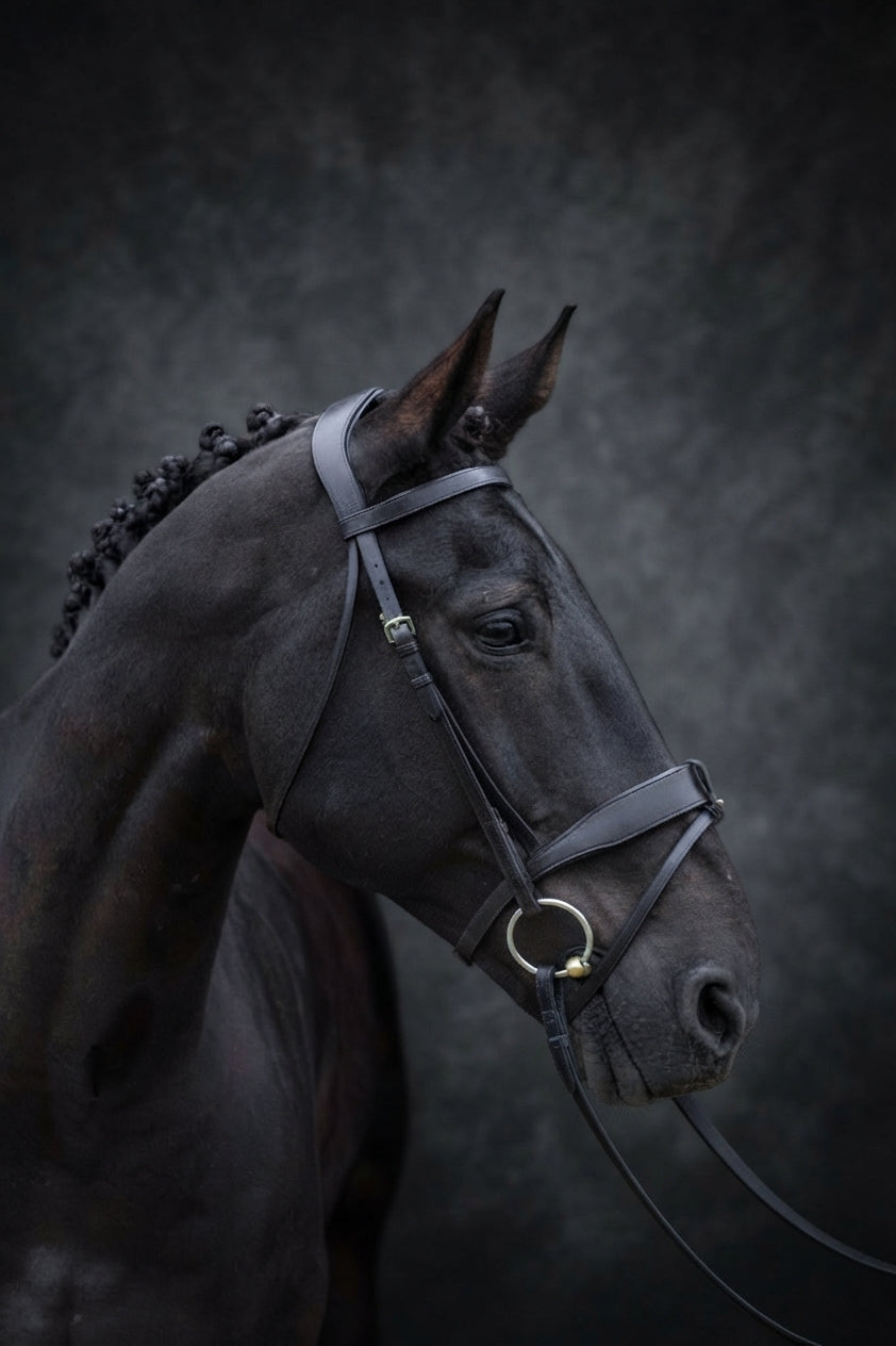 A close-up studio portrait of a dark horse wearing a black leather bridle with silver-toned hardware against a dark textured backdrop.