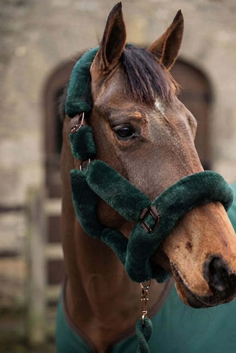 CAMEO Deluxe Headcollar in EverGreen worn by a bay horse highlighting pressure-dispersing fleece lining for yard and travel.