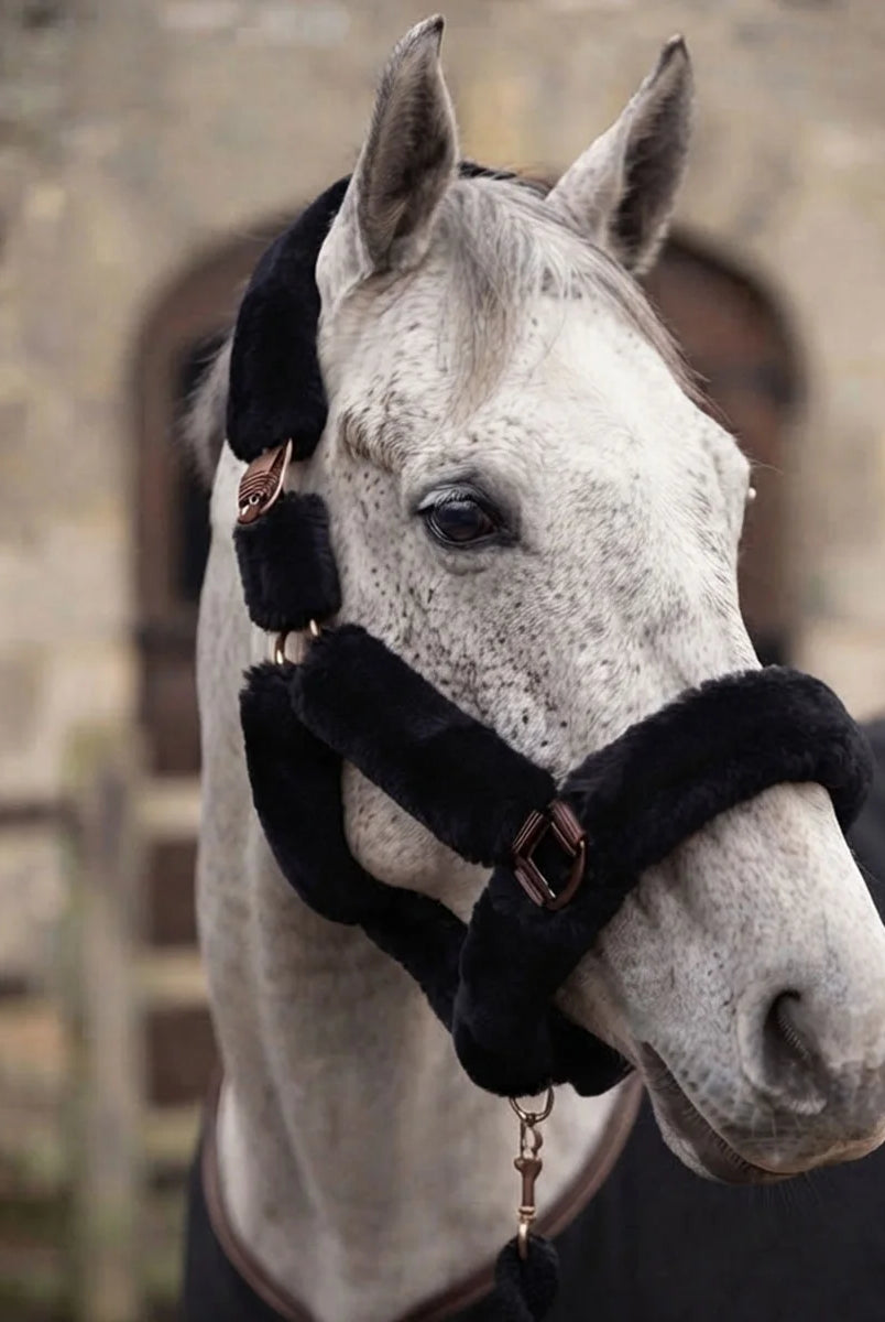 CAMEO Deluxe Headcollar in Black modelled on a grey horse showcasing the ultra-soft fleece noseband and secure Cacao fittings.