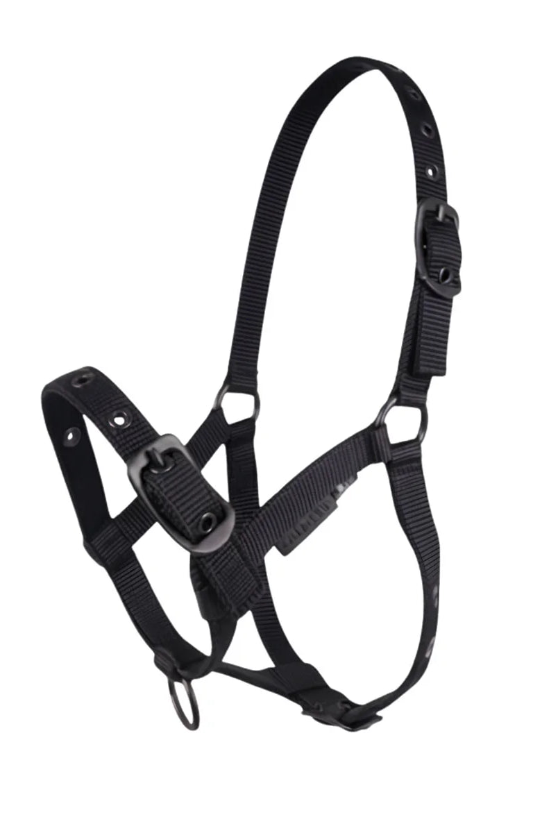 CAMEO Foal Headcollar in Black shown on a white background, showcasing the 3-way multi-adjustable buckle points, reinforced metal eyelets, soft-touch poly-webbing, and matte black hardware engineered for custom youngstock growth, non-chafing comfort, and gentle early halter training and turnout.