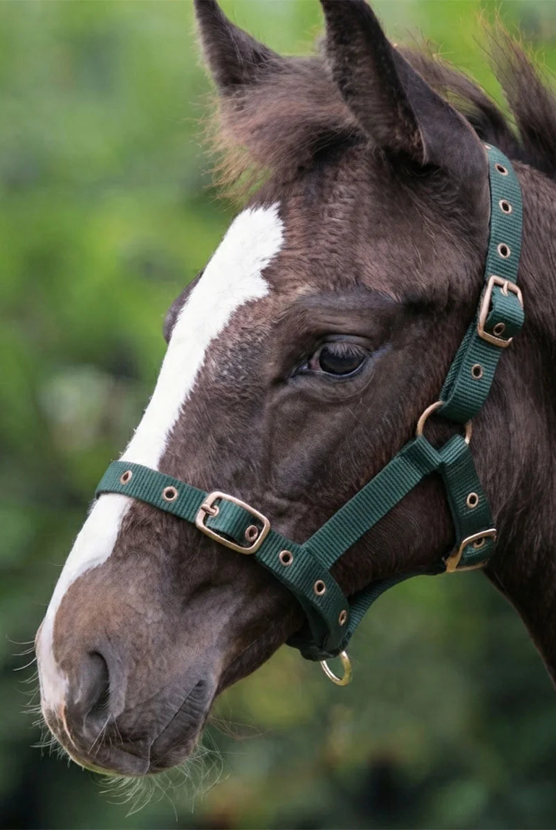 CAMEO Foal Headcollar in Evergreen worn by a young bay foal with a white blaze, showcasing the 3-way multi-adjustable buckles, reinforced metal eyelets, and Cacao bronze hardware engineered with soft non-chafing webbing for adaptable growth and comfort during early halter training and turnout.