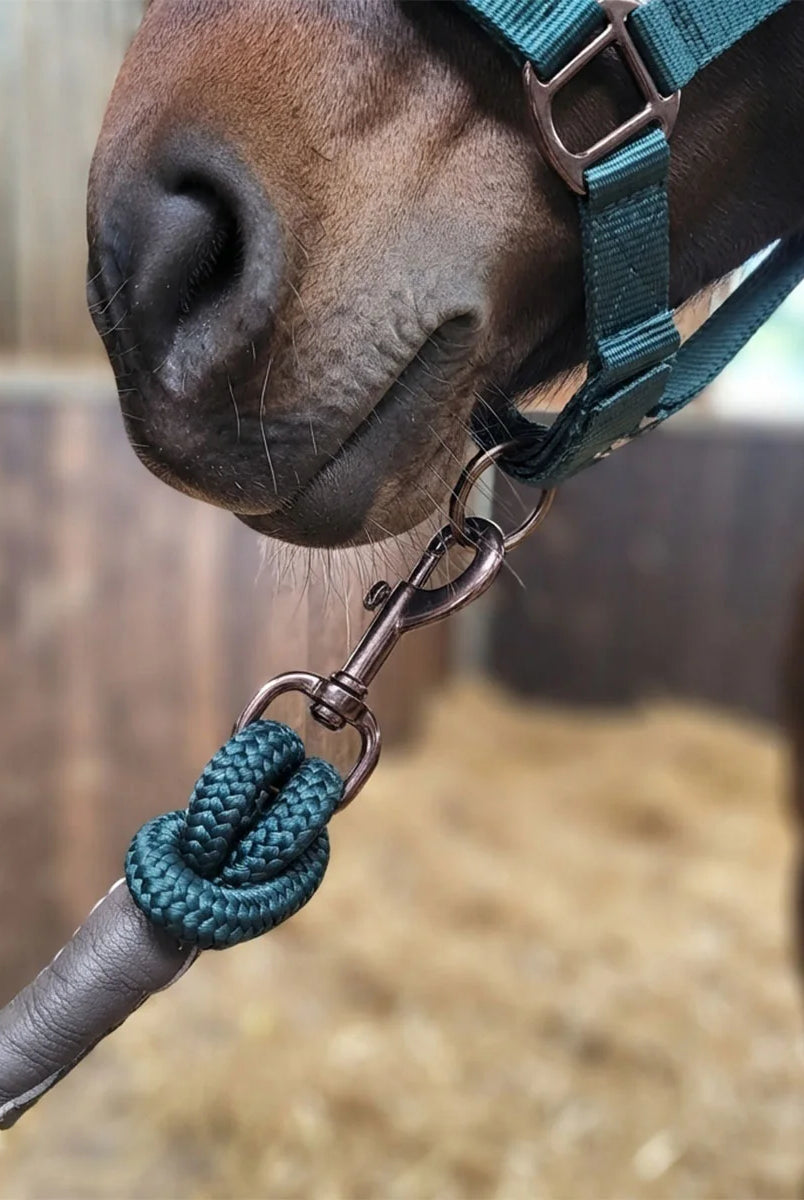 CAMEO Performance Lasso Rope in EverGreen in a close-up on a horse's headcollar, showcasing the 16mm multi-filament braided yachting rope, knotted leather sleeve, and Cacao bronze swivel trigger snap engineered for burn-free grip, youngstock handling, and natural horsemanship groundwork.