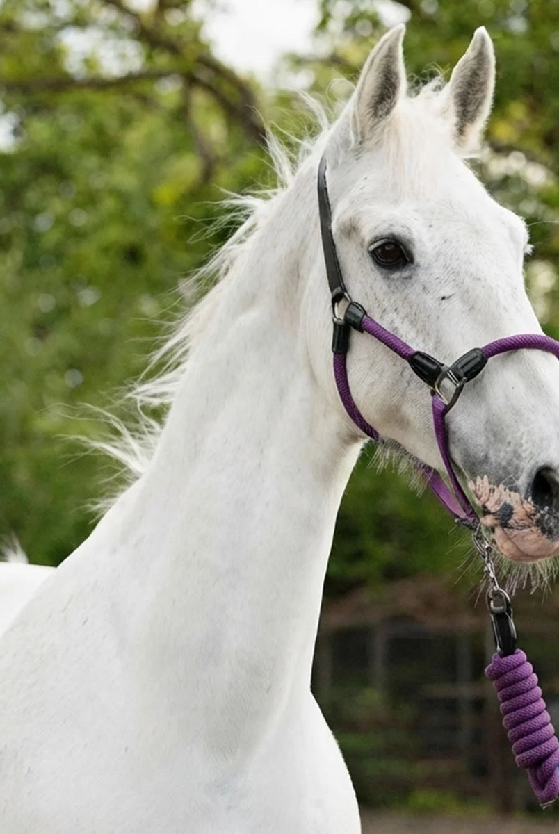 CAMEO Rope Leather Headcollar and Leadrope in Deep Purple modelled on a grey horse, highlighting the soft yachting rope noseband, black leather poll strap, and gunmetal fittings engineered for pressure-free poll comfort and precise groundwork control.