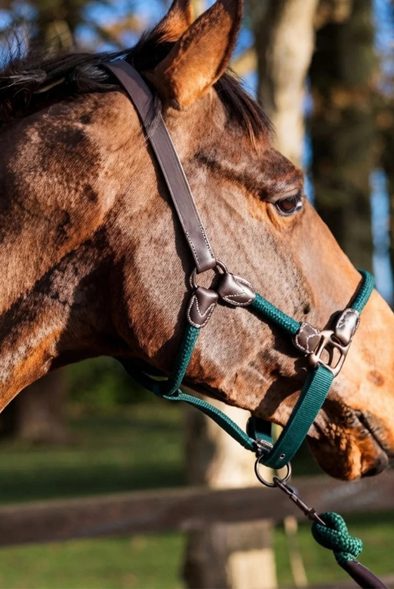 CAMEO Rope Leather Headcollar and Leadrope in Evergreen modelled on a bay horse, showcasing the supple brown leather headpiece, braided green yachting rope noseband, and solid metal fittings engineered for subtle groundwork communication and comfort.