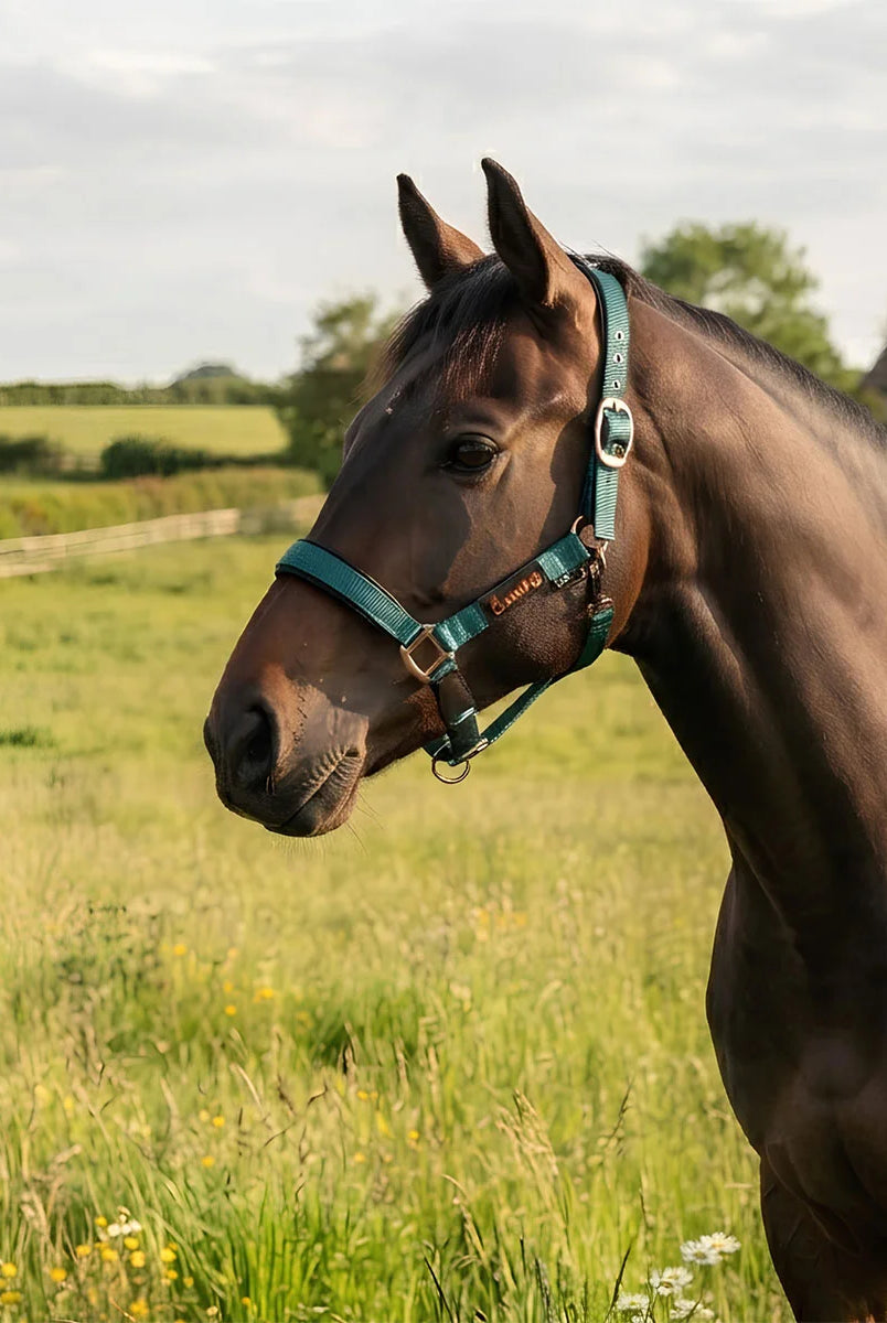 FieldSafe Headcollar in EverGreen worn by a bay horse in a meadow, showcasing the reflective safety webbing, anti-rub neoprene padding, and Cacao bronze hardware engineered for breakaway paddock safety and nighttime visibility.