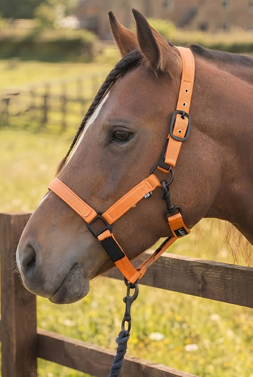 CAMEO Sentinel FieldSafe Headcollar in Orange worn by a bay horse at a wooden paddock fence, showcasing reflective safety webbing, anti-rub neoprene lining, and matte black hardware engineered for breakaway turnout protection and high-visibility catching.