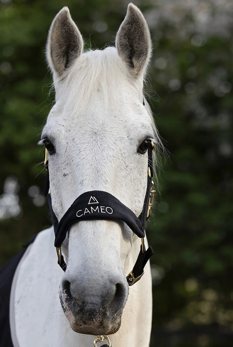 CAMEO Suede Elite Headcollar & Rope set in Black shown in a front portrait on a grey horse, highlighting the broad micro-suede noseband with embroidered white logo, solid brass fittings, and anti-rub padding engineered for nasal pressure relief, gentle comfort, and luxury equestrian presentation.