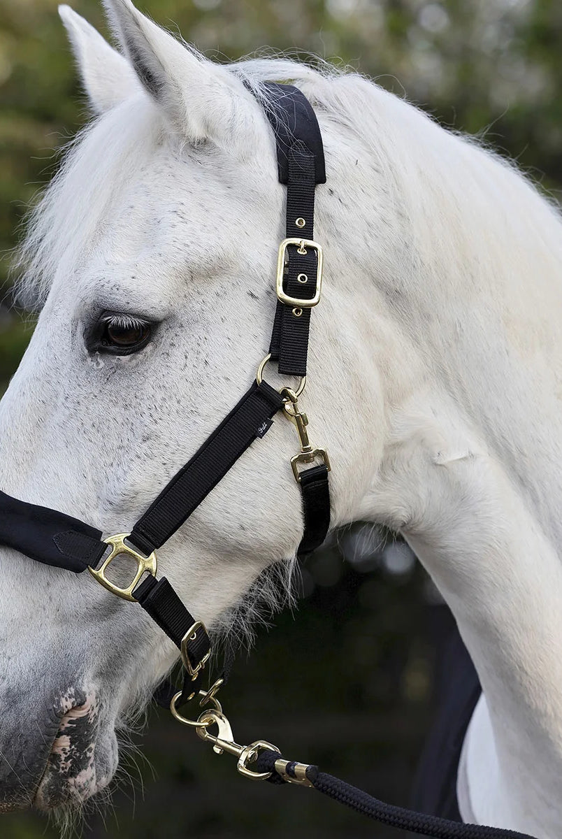 CAMEO Suede Elite Headcollar & Rope set in Black worn by a grey horse in an outdoor yard, showcasing the broad padded micro-suede noseband with embroidered logo, solid brass hardware, and matching twisted leadrope engineered for nasal pressure relief, anti-rub comfort, and luxury equestrian travel.