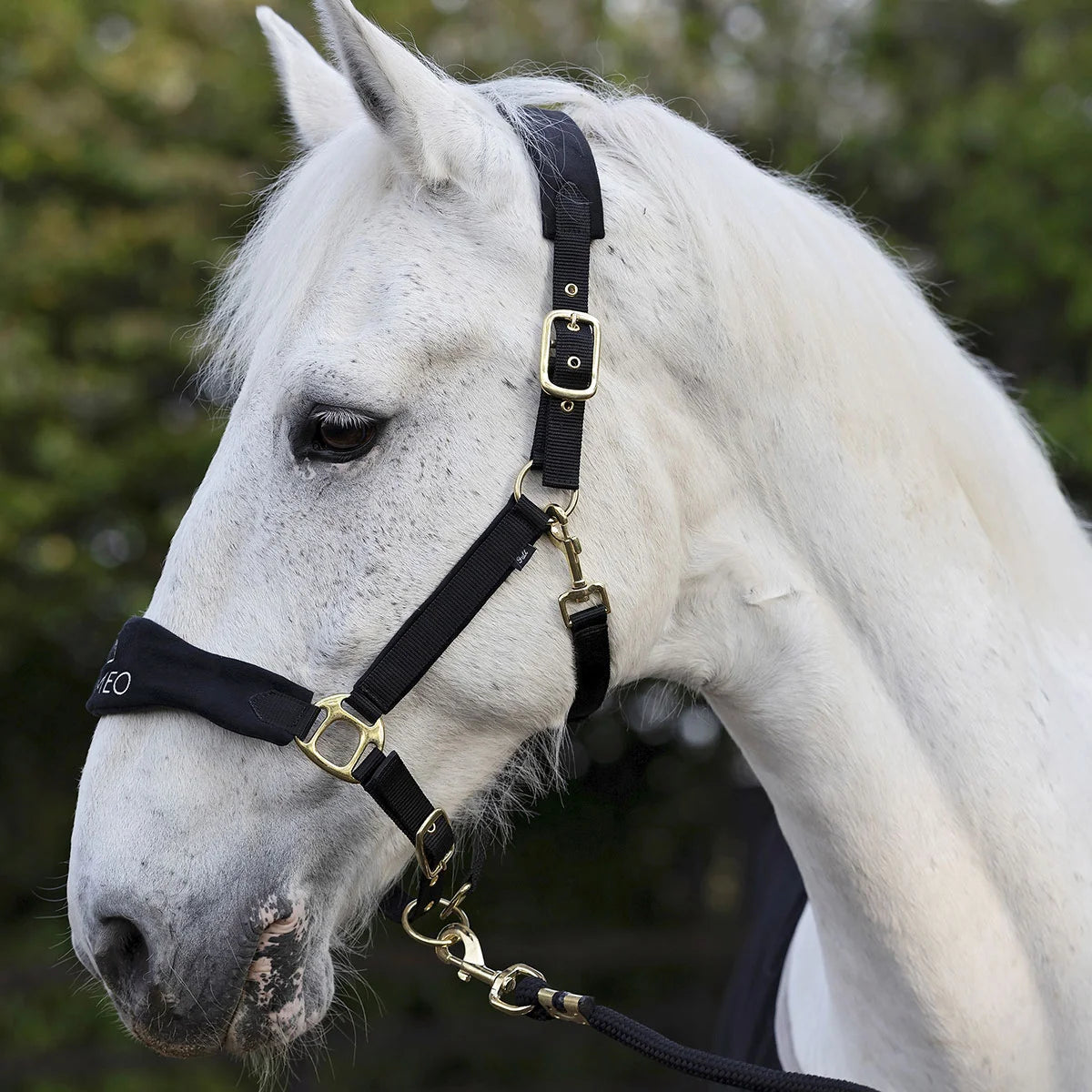 CAMEO Suede Elite Headcollar & Rope set in Black worn by a grey horse in an outdoor yard, showcasing the broad padded micro-suede noseband with embroidered logo, solid brass hardware, and matching twisted leadrope engineered for nasal pressure relief, anti-rub comfort, and luxury equestrian travel.