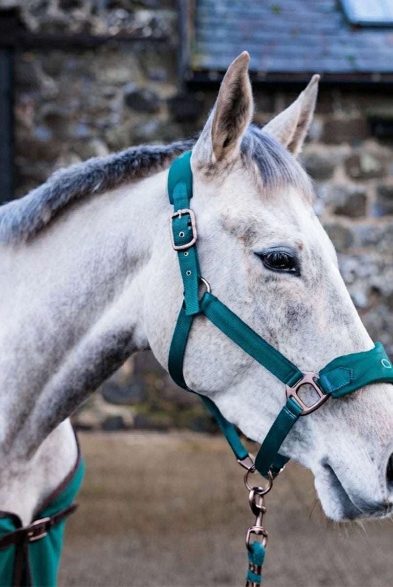 CAMEO Suede Elite Headcollar & Rope set in Evergreen worn by a grey horse in a stableyard, showcasing the broad padded suede noseband with embroidered logo, Cacao bronze hardware, and matching leadrope engineered for nasal pressure relief, anti-rub comfort, and luxury show travel.