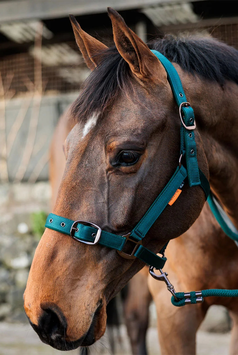 CAMEO Suede Padded Headcollar in EverGreen worn by a bay horse in a stableyard, showcasing the dual-adjustable buckles, reinforced metal eyelets, Cacao bronze hardware, and soft micro-suede padding engineered for anti-rub comfort, nasal pressure relief, and dependable daily leading and turnout.