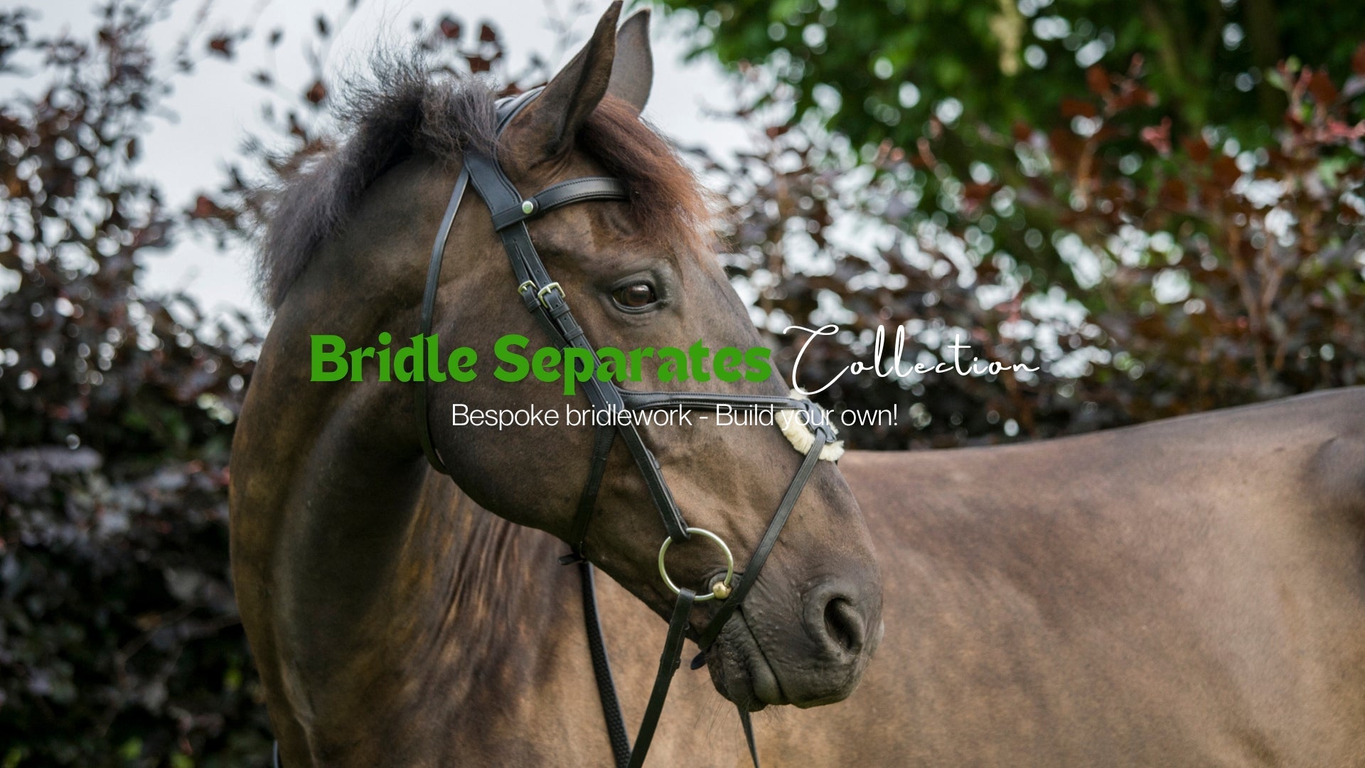 bridle separates
