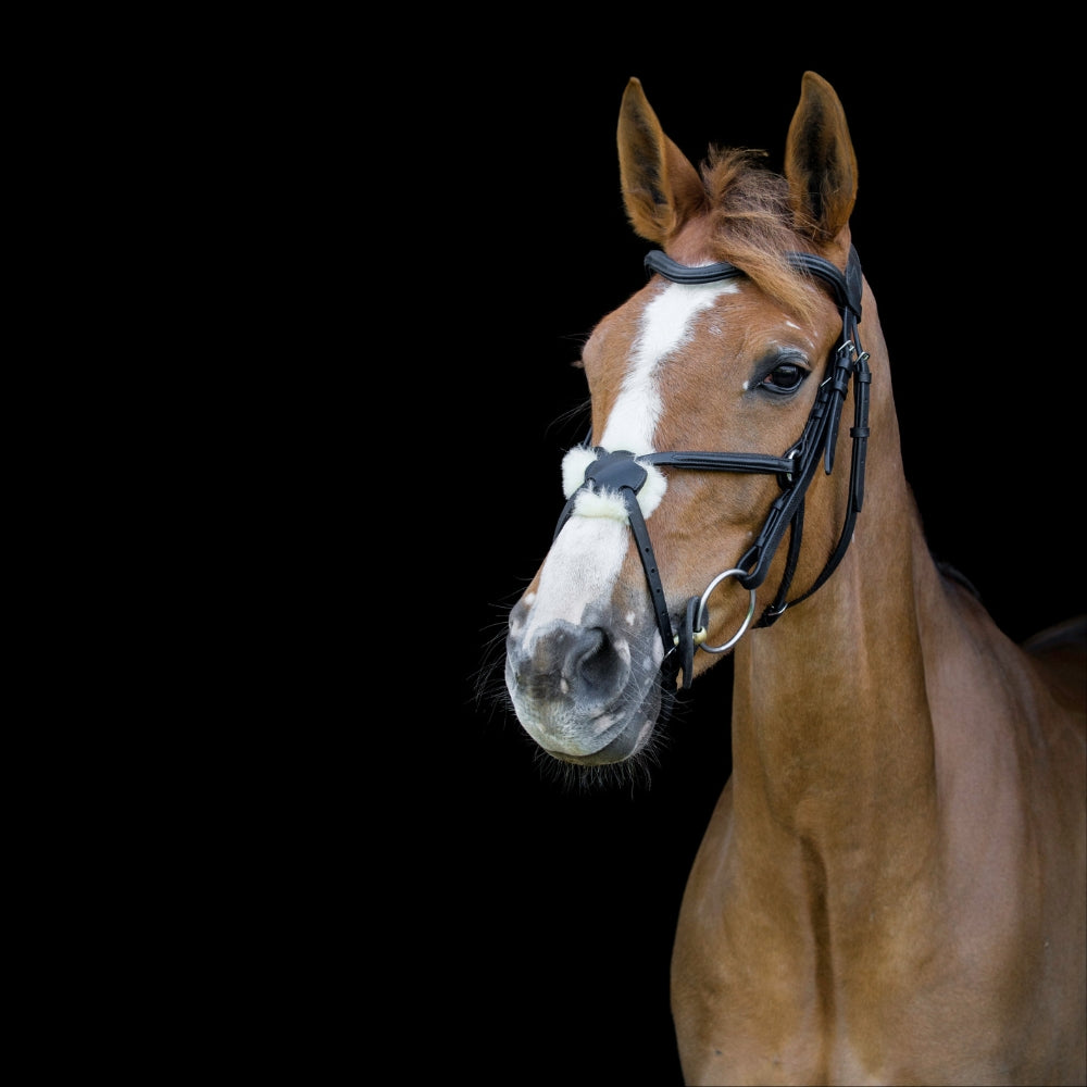 Anatomic Grackle Bridle