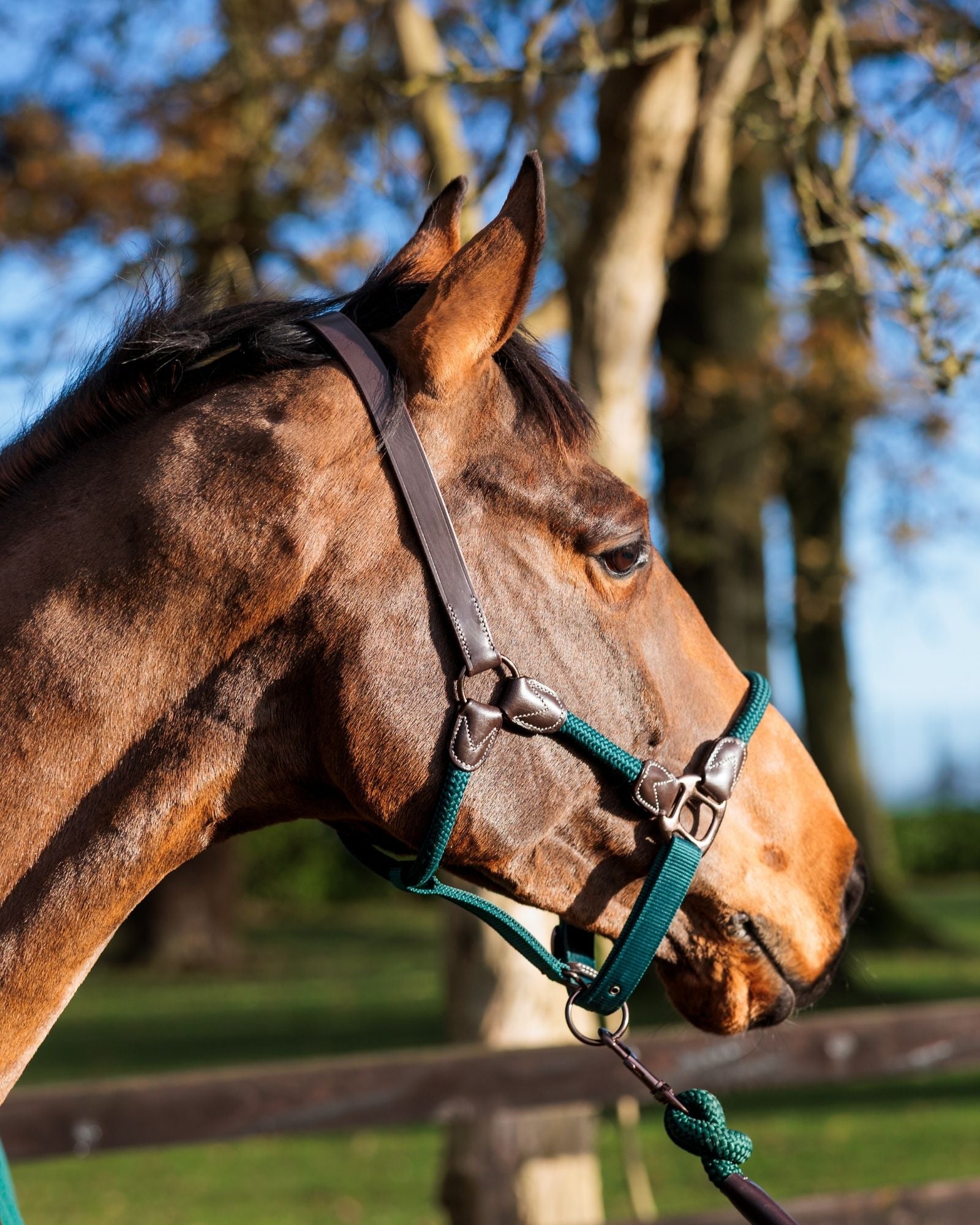 Close-up profile of a chestnut horse wearing the CAMEO C2300 rope and leather headcollar in evergreen, featuring matching evergreen rope and brown leather details with an attached lead rope outdoors.
