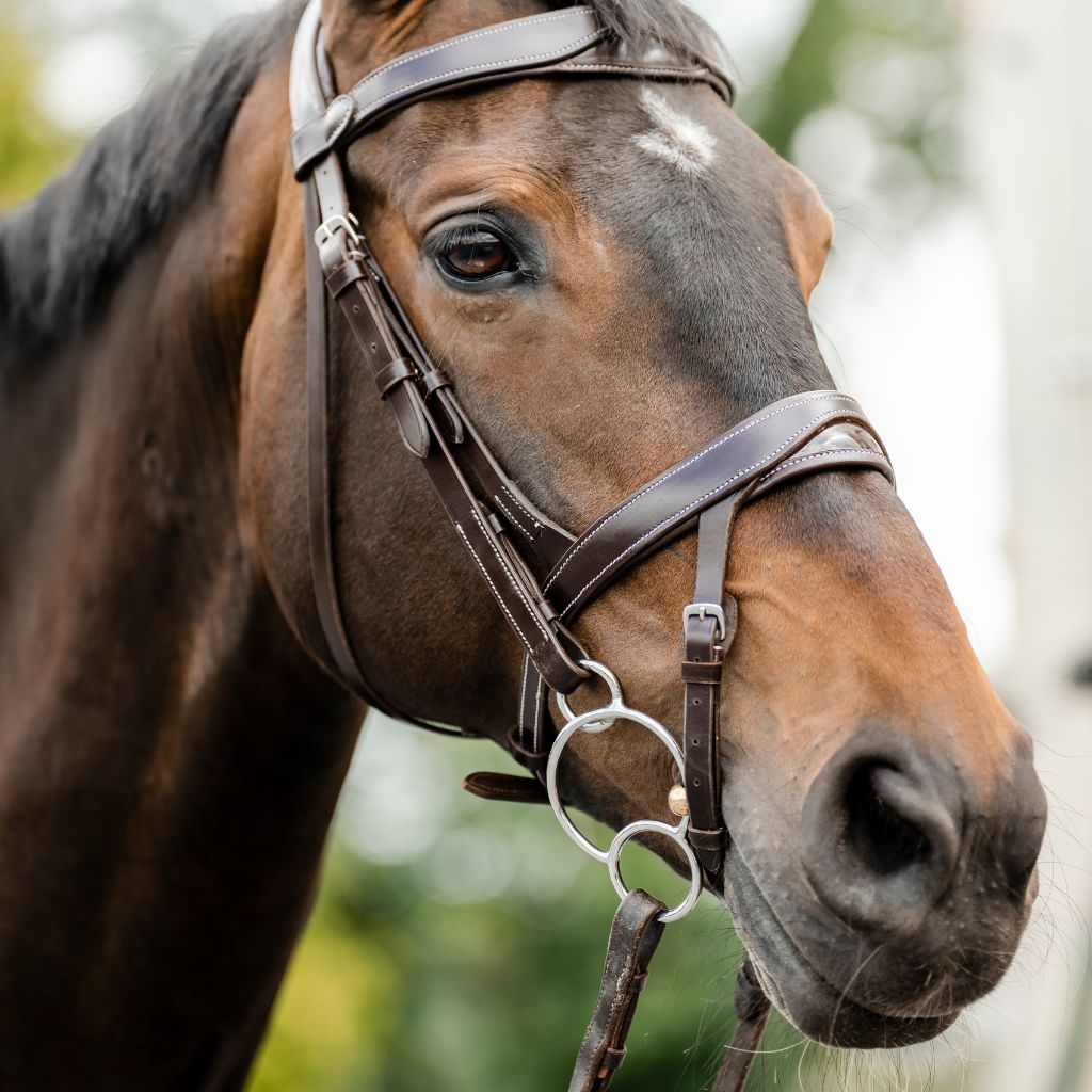 A close-up of a brown horse wearing a dark brown leather bridle with silver metal rings, set against a soft, blurred outdoor background.