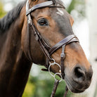 A close-up of a brown horse wearing a dark brown leather bridle with silver metal rings, set against a soft, blurred outdoor background.