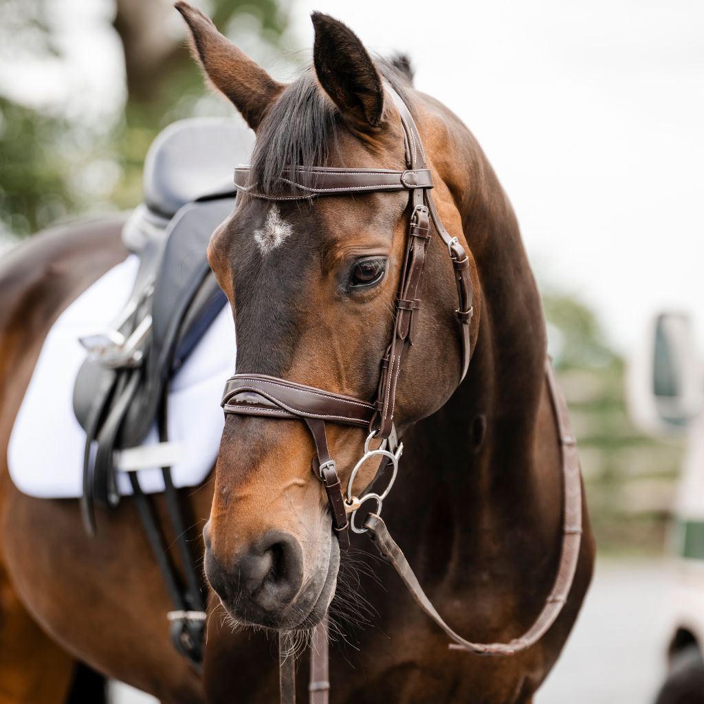A close-up of a brown horse wearing a dark brown leather bridle with silver metal rings, standing outdoors with a black saddle and white saddle pad visible.