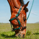 CAMEO ComfortPro Headcollar in EverGreen worn by a grazing bay horse in the field, showcasing the anatomical padded noseband, weather-proof green webbing, brown leather accents, and heavy-duty metal hardware engineered to prevent poll pressure and skin rubbing.