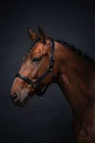 A brown horse in profile wearing a black leather bridle against a dark studio background.