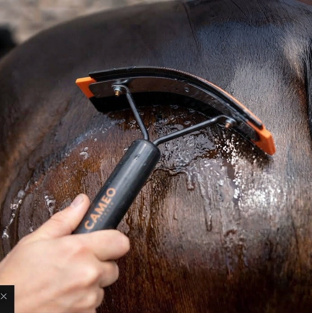 A close-up of a horse being washed with water using a black and orange horse grooming brush with a black handle. A human hand is holding the handle, which has the brand name 'CAMEO' printed on it.