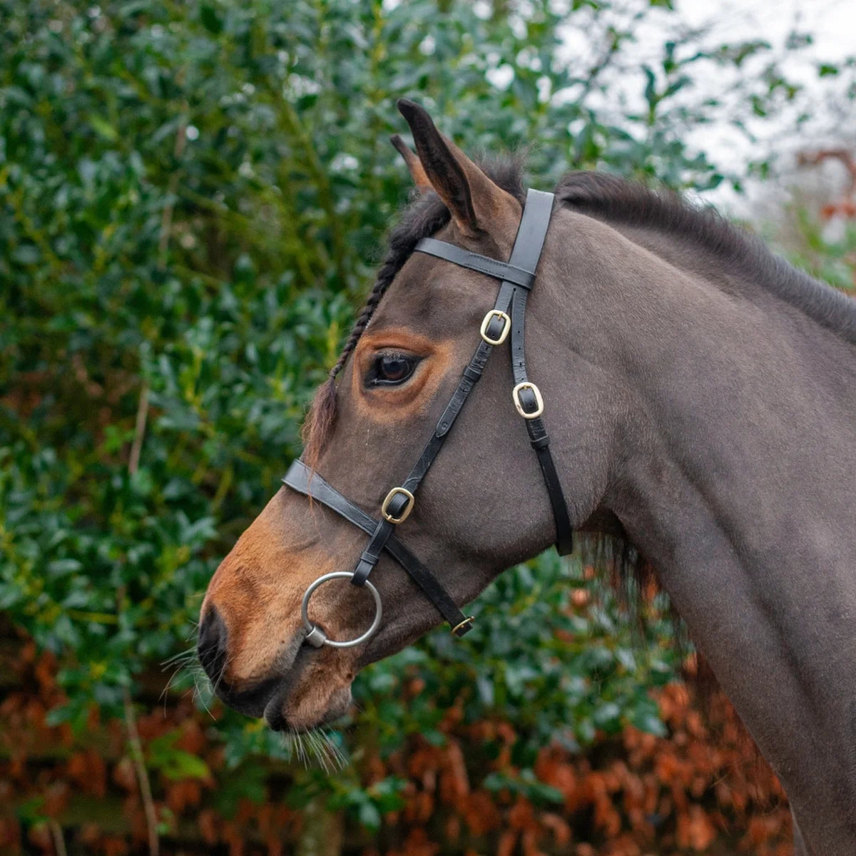A close-up side profile of a dark brown horse wearing a black leather bridle with gold-tone metal buckles and a silver nose ring, set against a blurred background of green foliage.