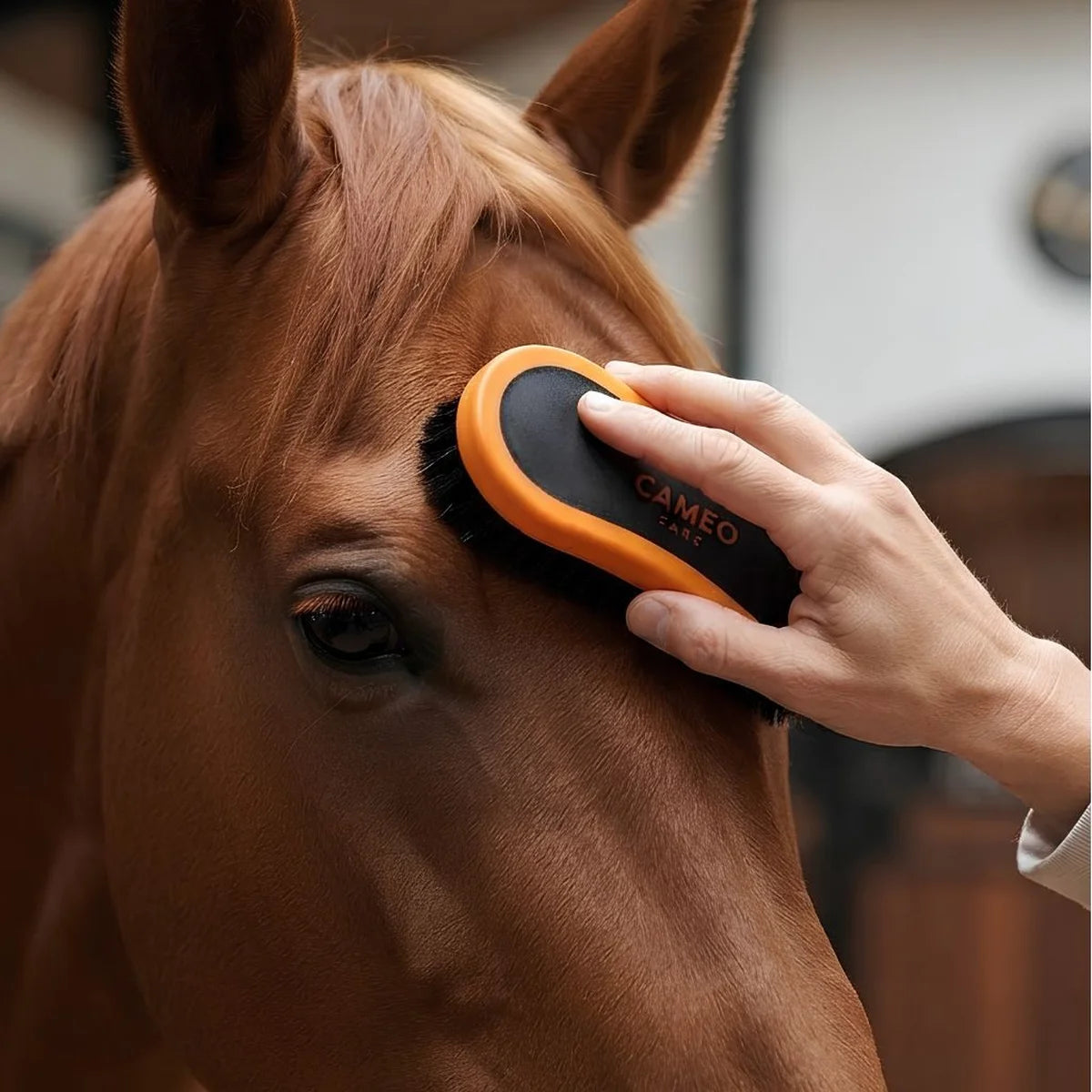 A close-up of a horse being brushed on the forehead with an orange and black horse brush. A human hand is holding the brush, and the horse's face is visible in a real indoor setting.
