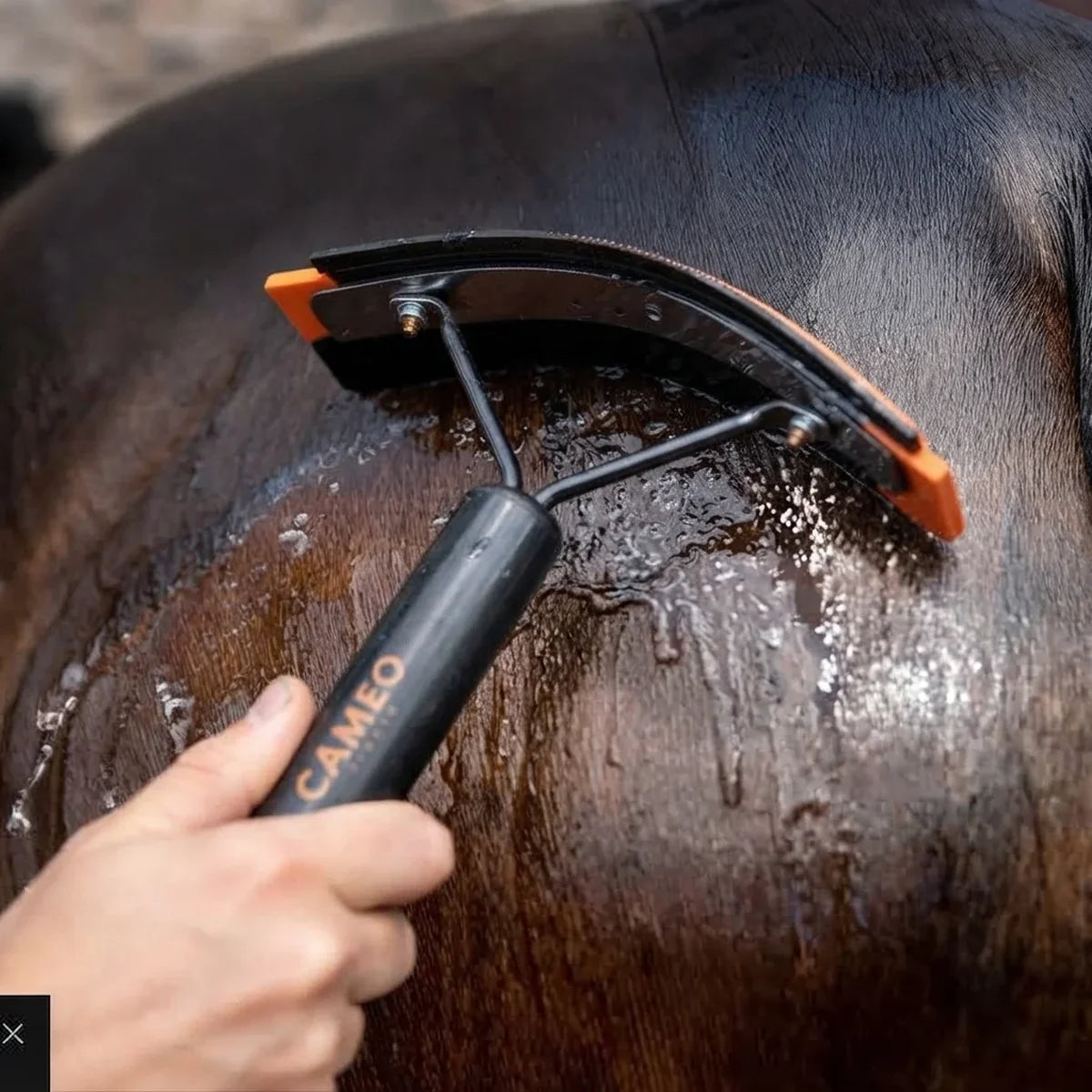 A close-up of a horse being washed with water using a black and orange horse grooming brush with a black handle. A human hand is holding the handle, which has the brand name 'CAMEO' printed on it.