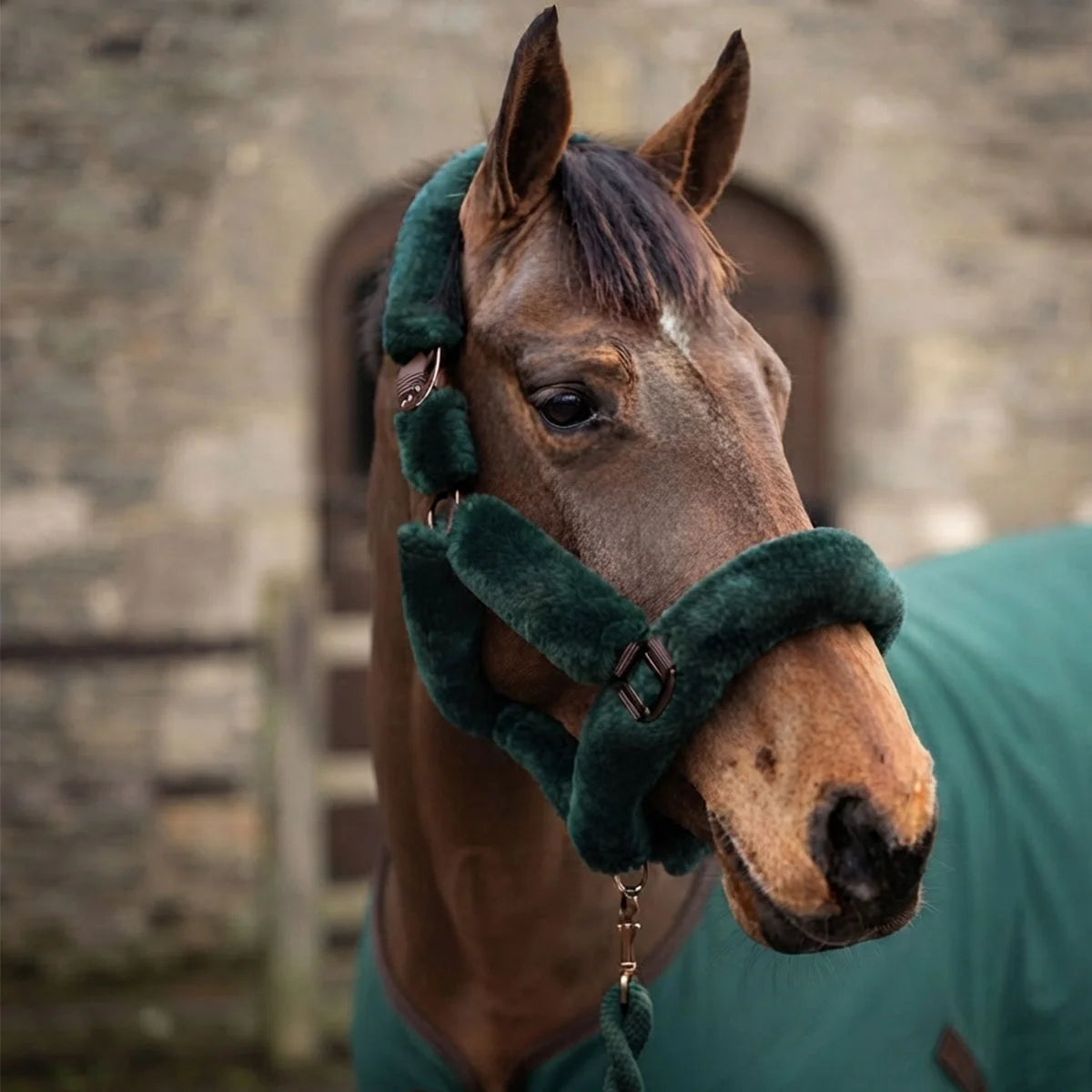 CAMEO Deluxe Headcollar in EverGreen worn by a bay horse highlighting pressure-dispersing fleece lining for yard and travel.
