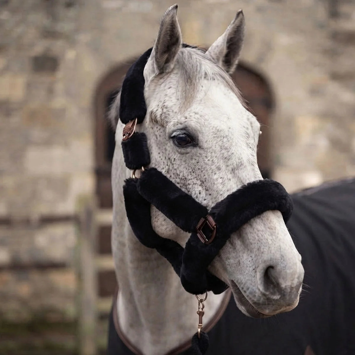 CAMEO Deluxe Headcollar in Black modelled on a grey horse showcasing the ultra-soft fleece noseband and secure Cacao fittings.