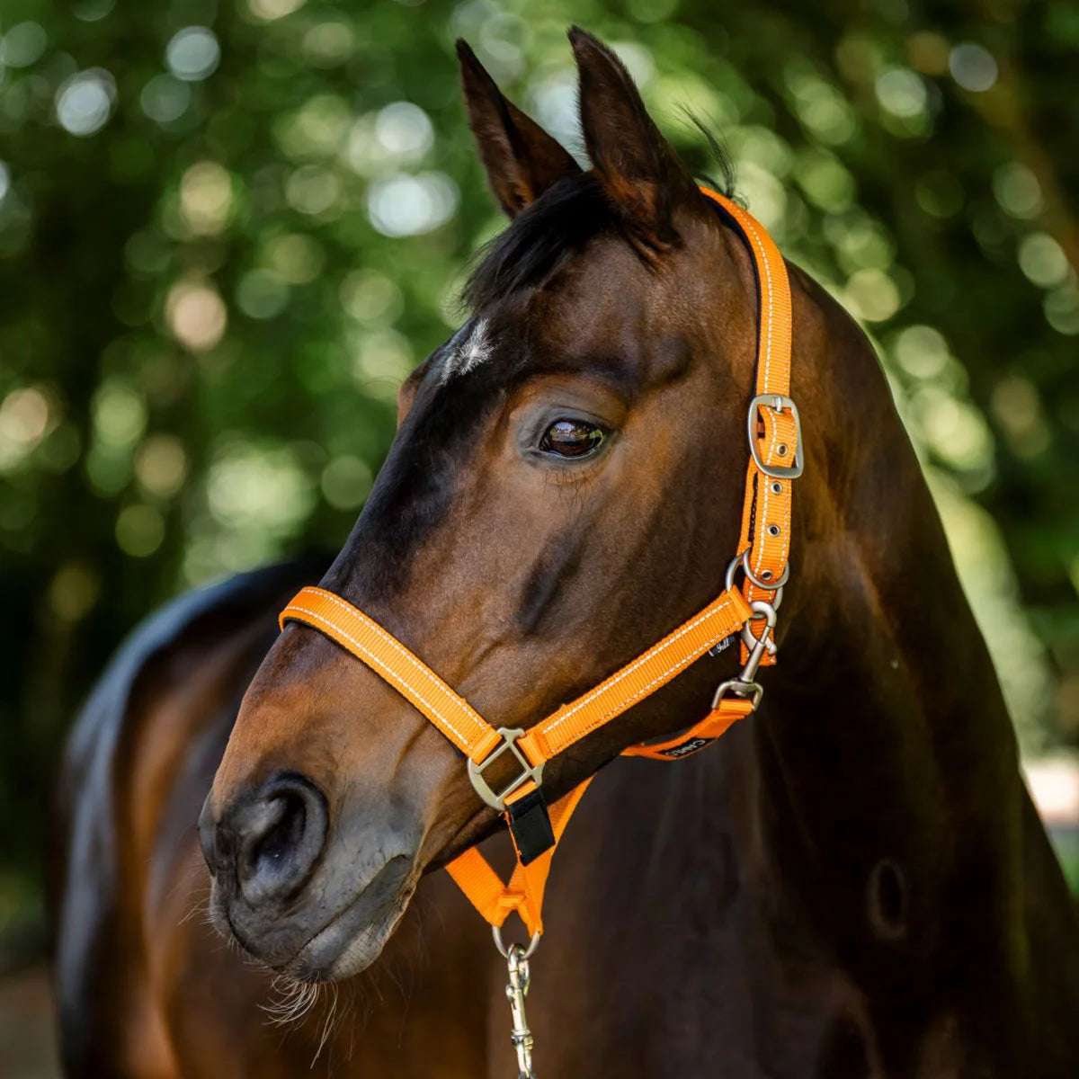 CAMEO FieldSafe Headcollar in Orange/Reflective worn by a bay horse, showcasing high-visibility reflective stripes, anti-rub neoprene padding, and 2-in-1 breakaway safety tabs engineered for paddock protection and low-light field catching.