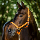 CAMEO FieldSafe Headcollar in Orange/Reflective worn by a bay horse, showcasing high-visibility reflective stripes, anti-rub neoprene padding, and 2-in-1 breakaway safety tabs engineered for paddock protection and low-light field catching.