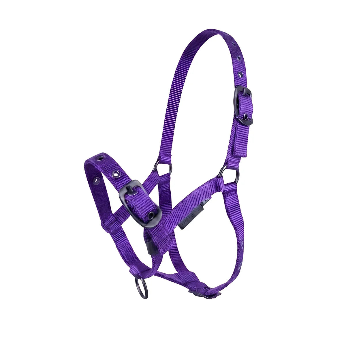 CAMEO Foal Headcollar in Purple shown on a white background, showcasing the 3-way multi-adjustable buckle points, reinforced metal eyelets, soft-touch poly-webbing, and matte black hardware engineered for custom youngstock growth, non-chafing comfort, and gentle early halter training and turnout.