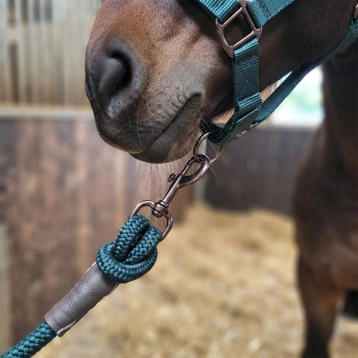 CAMEO Performance Lasso Rope in EverGreen in a close-up on a horse's headcollar, showcasing the 16mm multi-filament braided yachting rope, knotted leather sleeve, and Cacao bronze swivel trigger snap engineered for burn-free grip, youngstock handling, and natural horsemanship groundwork.