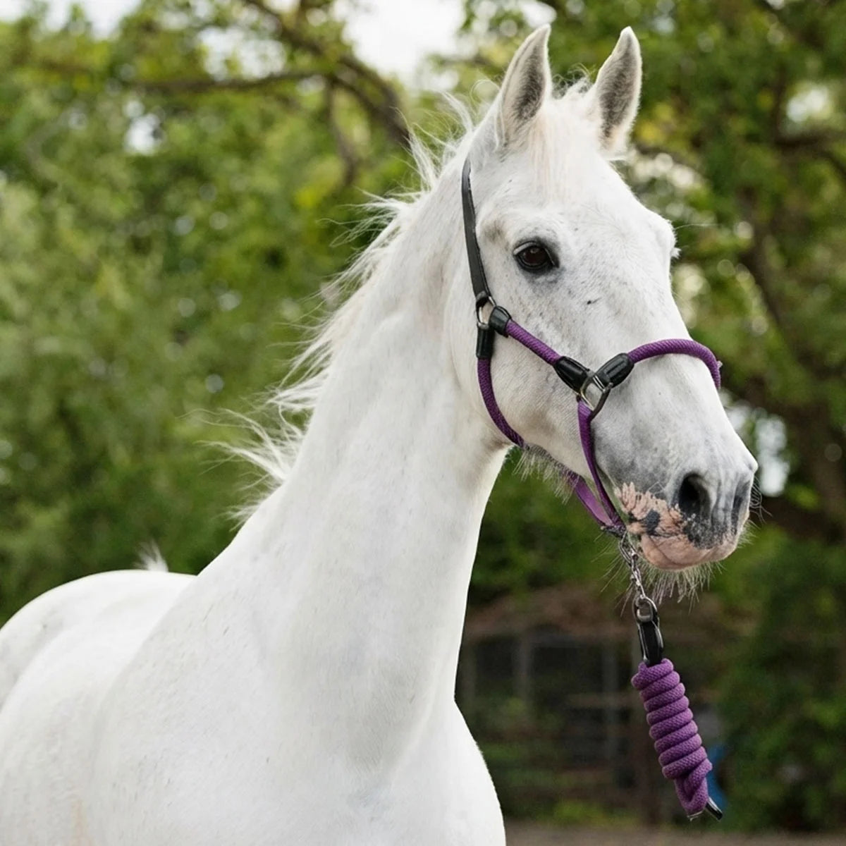 CAMEO Rope Leather Headcollar and Leadrope in Deep Purple modelled on a grey horse, highlighting the soft yachting rope noseband, black leather poll strap, and gunmetal fittings engineered for pressure-free poll comfort and precise groundwork control.