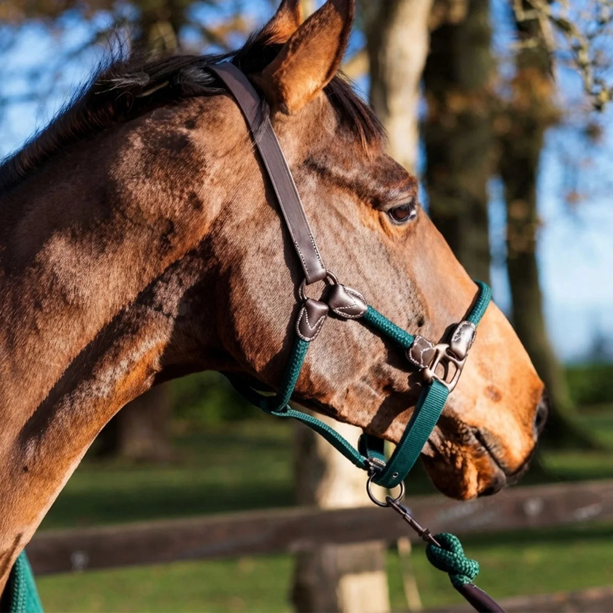 CAMEO Rope Leather Headcollar and Leadrope in Evergreen modelled on a bay horse, showcasing the supple brown leather headpiece, braided green yachting rope noseband, and solid metal fittings engineered for subtle groundwork communication and comfort.
