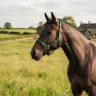 FieldSafe Headcollar in EverGreen worn by a bay horse in a meadow, showcasing the reflective safety webbing, anti-rub neoprene padding, and Cacao bronze hardware engineered for breakaway paddock safety and nighttime visibility.
