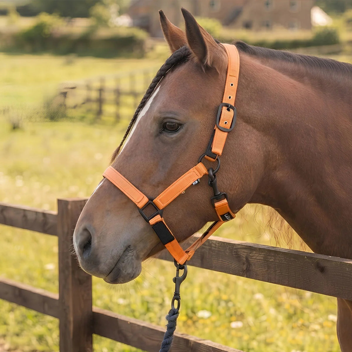 CAMEO Sentinel FieldSafe Headcollar in Orange worn by a bay horse at a wooden paddock fence, showcasing reflective safety webbing, anti-rub neoprene lining, and matte black hardware engineered for breakaway turnout protection and high-visibility catching.