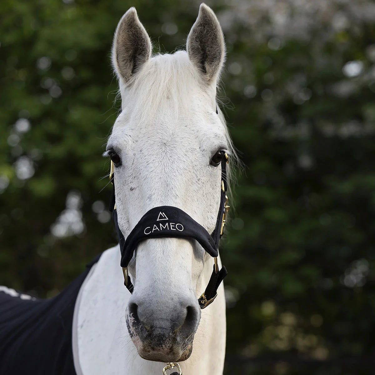 CAMEO Suede Elite Headcollar & Rope set in Black shown in a front portrait on a grey horse, highlighting the broad micro-suede noseband with embroidered white logo, solid brass fittings, and anti-rub padding engineered for nasal pressure relief, gentle comfort, and luxury equestrian presentation.