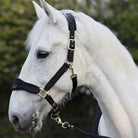 CAMEO Suede Elite Headcollar & Rope set in Black worn by a grey horse in an outdoor yard, showcasing the broad padded micro-suede noseband with embroidered logo, solid brass hardware, and matching twisted leadrope engineered for nasal pressure relief, anti-rub comfort, and luxury equestrian travel.