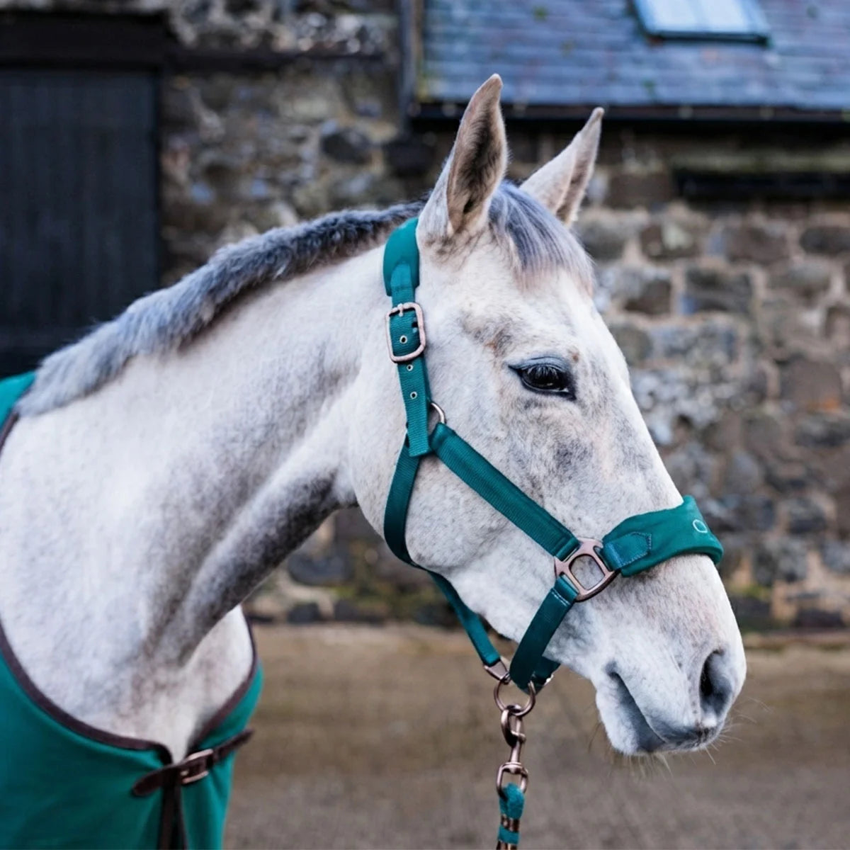 CAMEO Suede Elite Headcollar & Rope set in Evergreen worn by a grey horse in a stableyard, showcasing the broad padded suede noseband with embroidered logo, Cacao bronze hardware, and matching leadrope engineered for nasal pressure relief, anti-rub comfort, and luxury show travel.