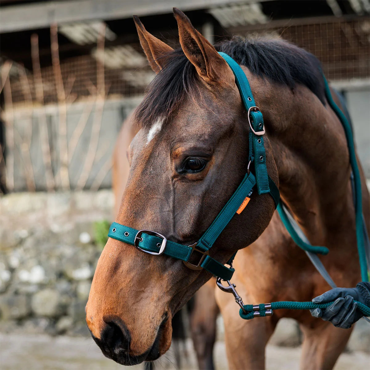 CAMEO Suede Padded Headcollar in EverGreen worn by a bay horse in a stableyard, showcasing the dual-adjustable buckles, reinforced metal eyelets, Cacao bronze hardware, and soft micro-suede padding engineered for anti-rub comfort, nasal pressure relief, and dependable daily leading and turnout.